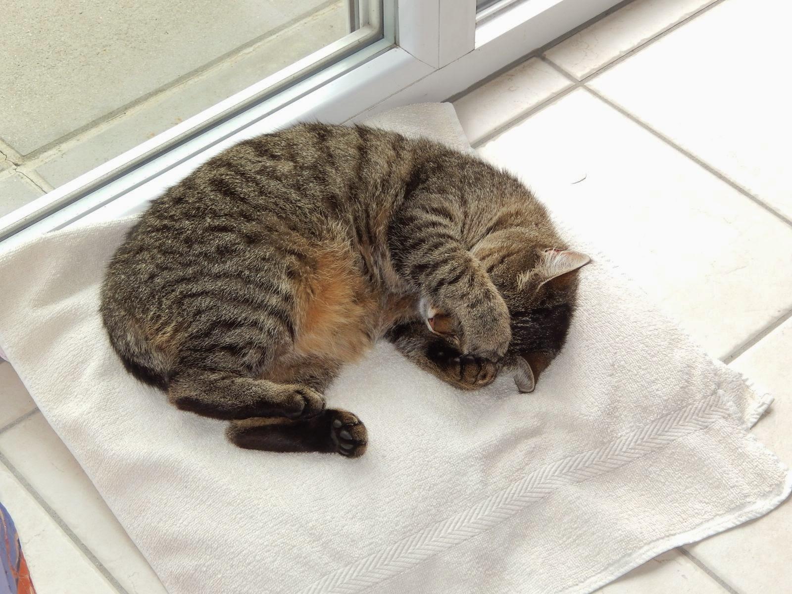 Bild einer jungen Katze, die halb zusammengerollt auf ihrem Schlafkissen liegt und sich die Augen zuhält.